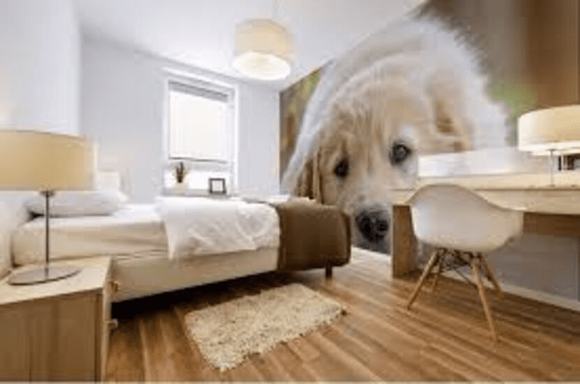 golden retriever wallpaper